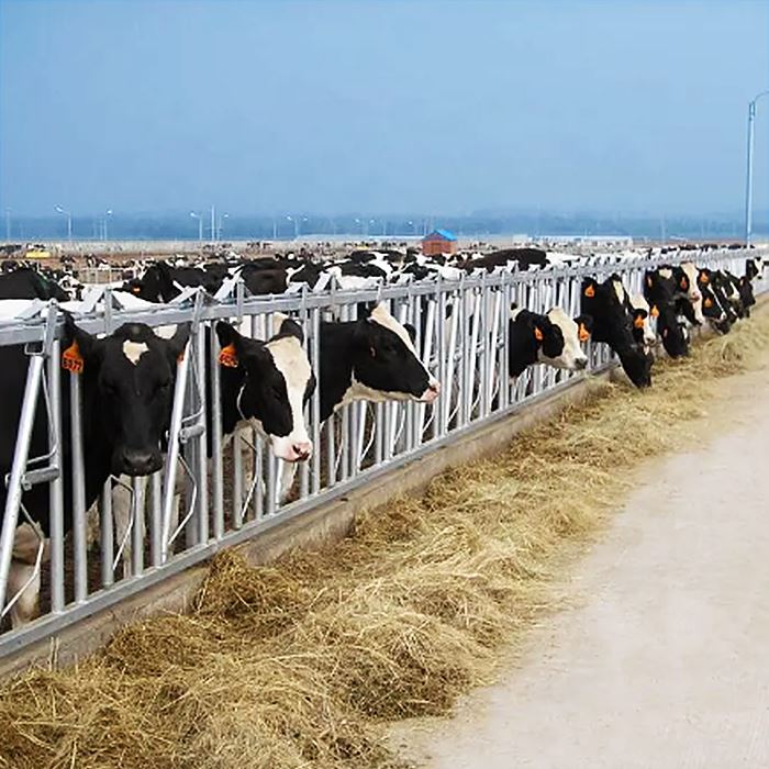 Posti Ħieles Għall-Baqar tal-Ħalib